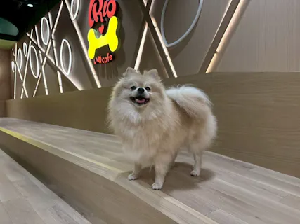 【仙台店に初めてご来店の方】 最大30％割引・いぬカフェRio 仙台店（ドリンク飲み放題＋犬おやつ付き）