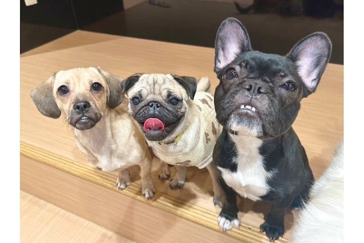 ぶさかわcafe 京都河原町店