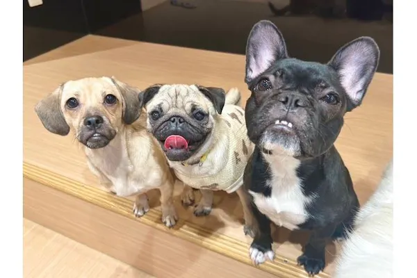 11/10 フレンチブルドッグ ライブチケット3人分
