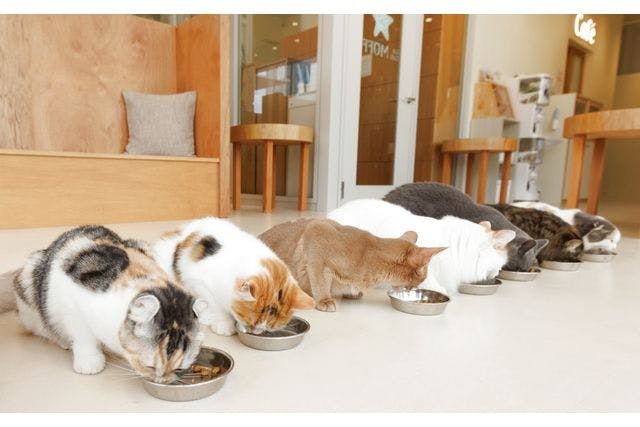 【最大580円OFF】Cat Café MOFF イオンモール成田店（時間無制限＋ドリンクバー）