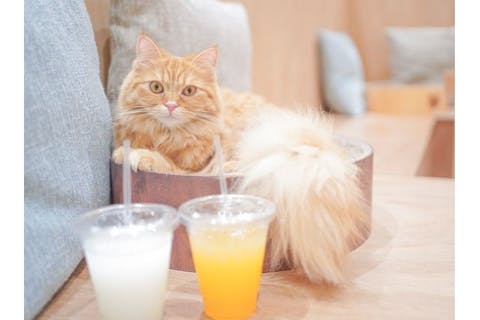【最大580円OFF】Cat Café MOFF 水戸オーパ店（時間無制限＋ドリンクバー）