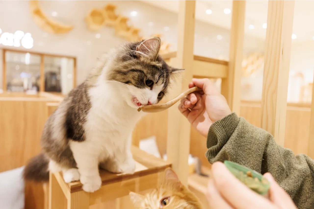 最大580円OFF】Cat Café MOFF イオンモールナゴヤドーム前店（時間