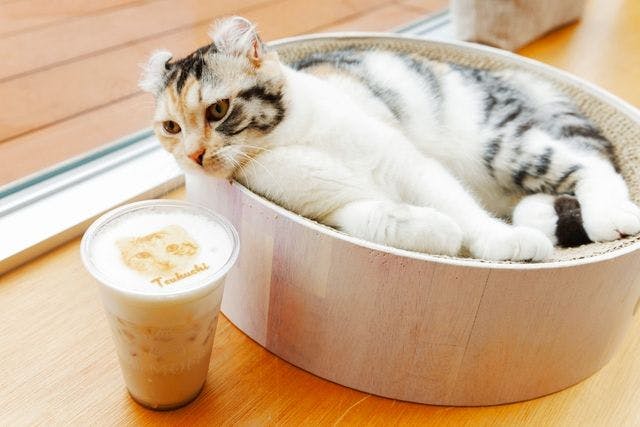 セットアップ MOFF Café 最大580円OFF】Cat 高崎オーパ店（時間無制限） Cat - ぬいぐるみ