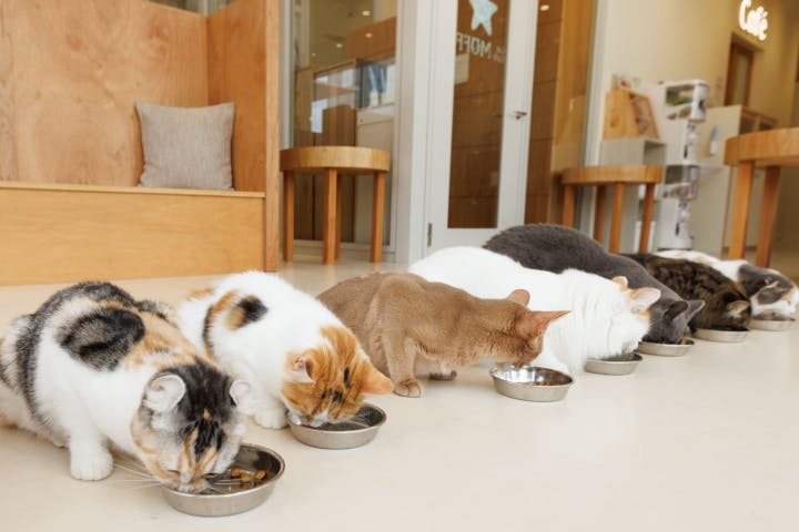 Cat Café MOFF つかしん店