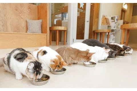【最大580円OFF】Cat Café MOFF つかしん店（時間無制限）