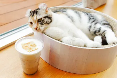 最大580円OFF】Cat Café MOFF コクーンシティさいたま新都心店（時間