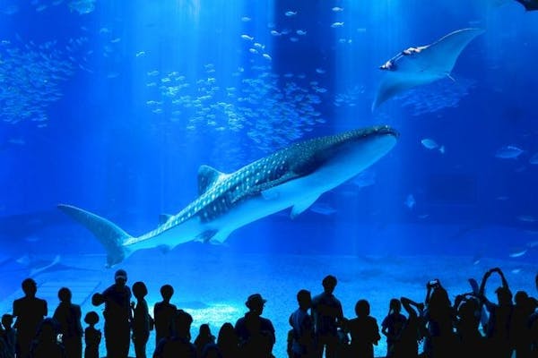 沖縄美ら海水族館+沖縄国際洋蘭博覧会2026熱帯ドリームセンターセット