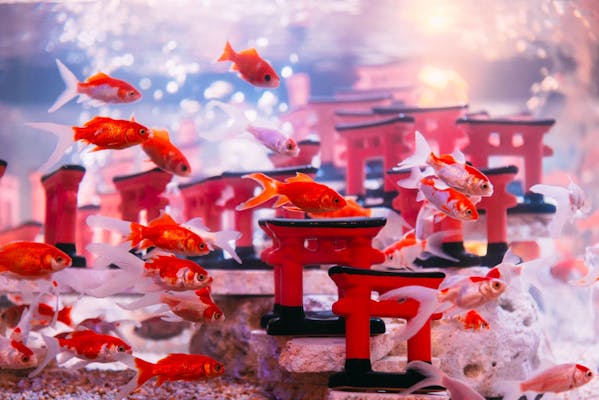 2025年限定｜幼児無料】雨の日も楽しめる！沖縄金魚ミュージアム 入場