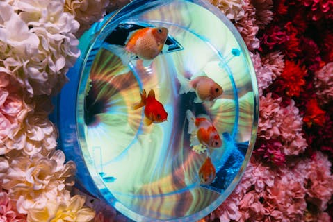 【好評につき、幼児の入場無料延長】雨の日も楽しめる！沖縄金魚ミュージアム　入場券