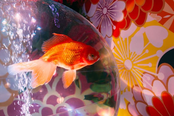 好評につき、幼児の入場無料延長】雨の日も楽しめる！沖縄金魚