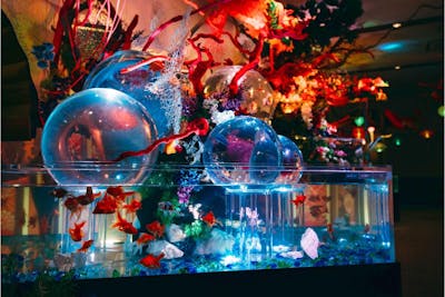 大人の上質  錦鯉・金魚アクアリウム ときメッセ｜ネット予約ならアソビュー！ in クラフト・布製品
