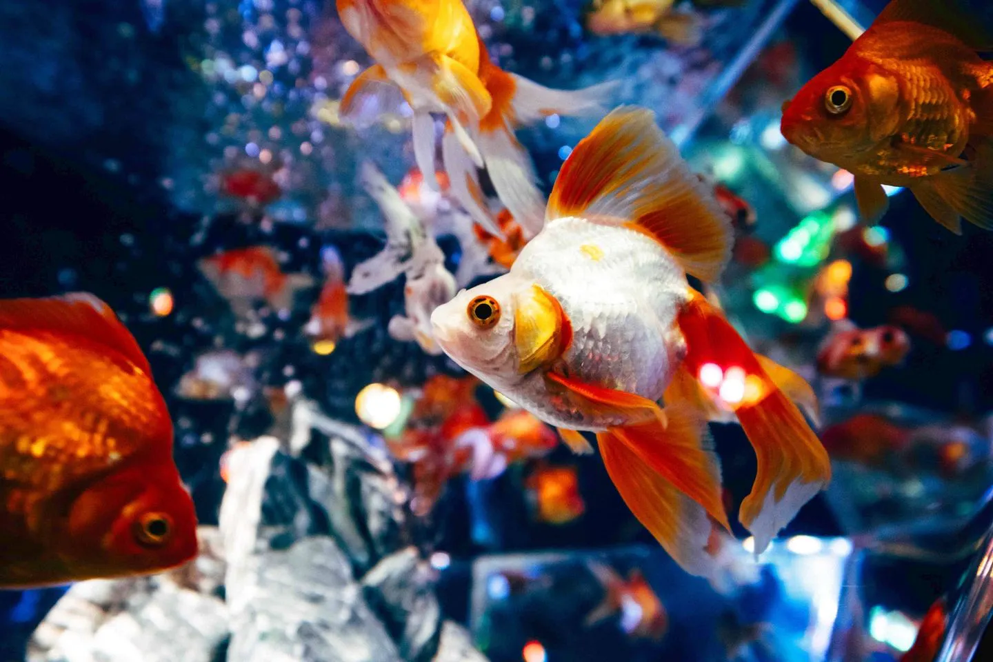 前売券】錦鯉・金魚アクアリウム in ときメッセ - 錦鯉・金魚