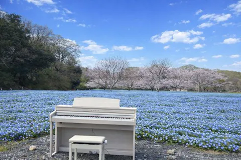 いよいよ見頃！【購入日の翌日から利用可・最大300円割引】こうべアグリパーク ネモフィラの丘 DAY入場券