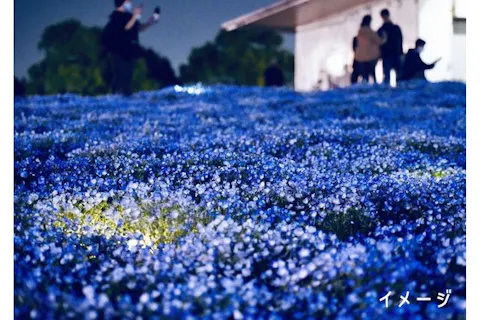 いよいよ見頃！【購入日の翌日から利用可】こうべアグリパーク ネモフィラの丘 ナイター入場券