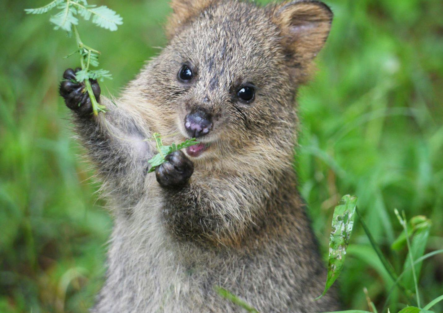 『埼玉県こども動物自然公園』日時指定　入園券