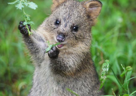 『埼玉県こども動物自然公園』日時指定　入園券