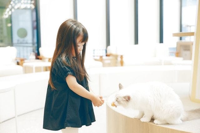 超特割！【平日・21％割引】猫カフェモカ　イオンモール松本　入場チケット（ドリンクバー・猫のおやつ）
