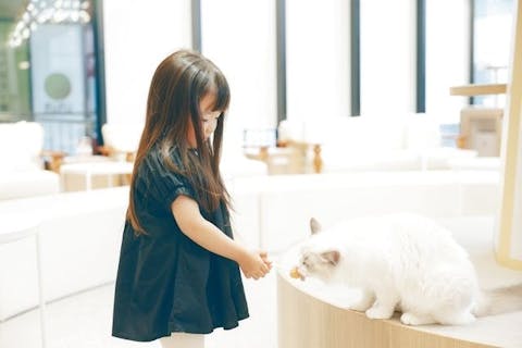 超特割！【平日限定・20％割引】猫カフェモカ　イオンモール松本　入場チケット（ドリンクバー・猫のおやつ）