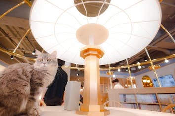 超特割！【平日・21％割引】猫カフェモカ 吉祥寺店 入場チケット