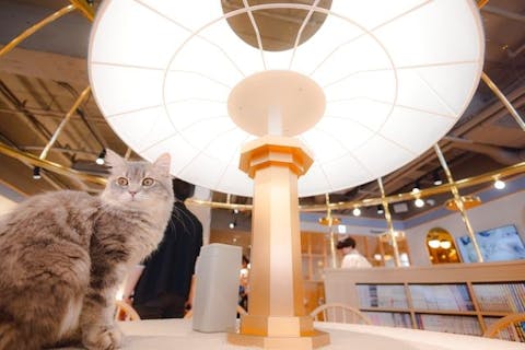 超特割！【平日・21％割引】猫カフェモカ　吉祥寺店　入場チケット（ドリンクバー・猫ちゃん用おやつ）
