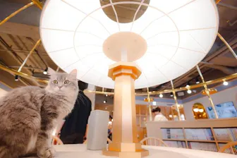 20%割引】猫カフェモカ 吉祥寺店｜割引チケット・クーポンならアソビュー！
