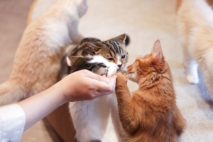 猫カフェモカららぽーと名古屋みなとアクルス店
