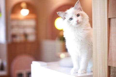 超特割！【平日・21％割引】猫カフェモカ　名古屋みなとアクルス　入場券（ドリンクバー・猫のおやつ）