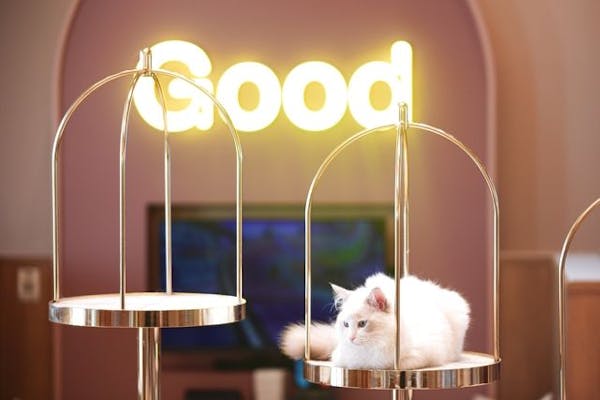 超特割！【平日・21％割引】猫カフェモカ 名古屋みなとアクルス 入場