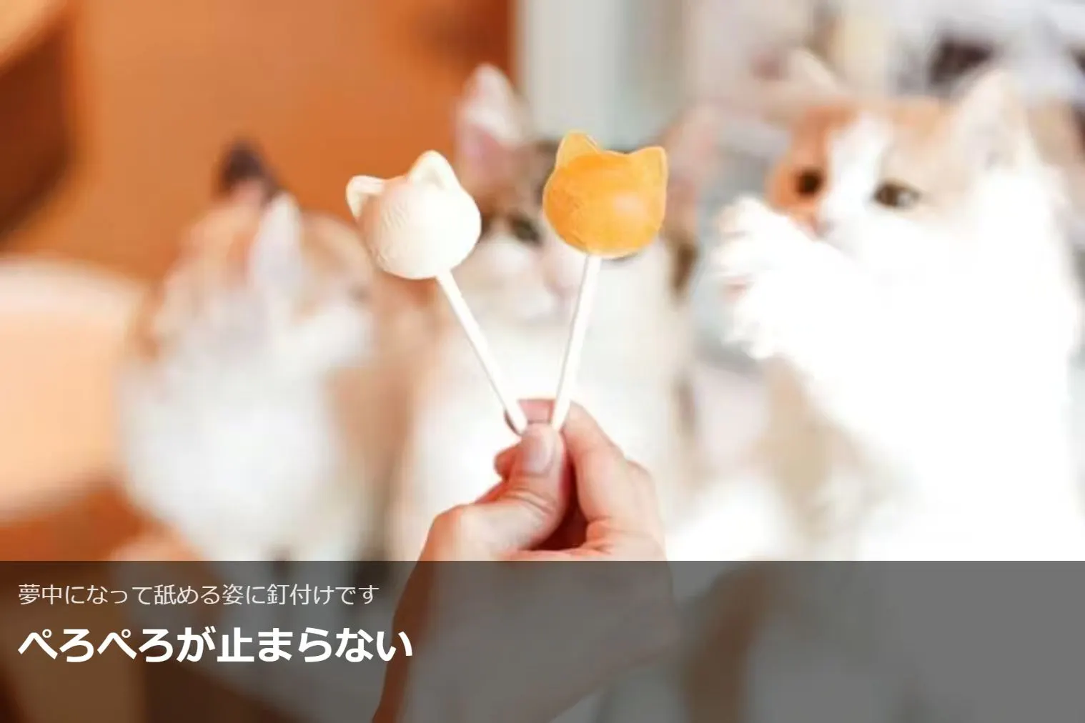 超特割！【20％割引】猫カフェモカ 名古屋みなとアクルス店 入場