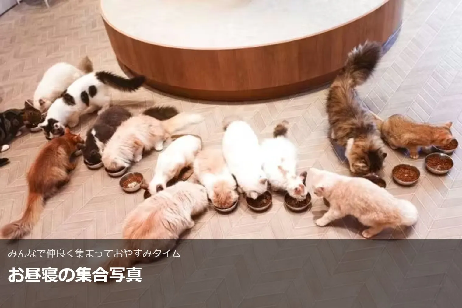 超特割！【20％割引】猫カフェモカ 名古屋みなとアクルス店 入場