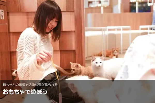 超特割！【平日限定・20％割引】猫カフェモカ 名古屋みなとアクルス店