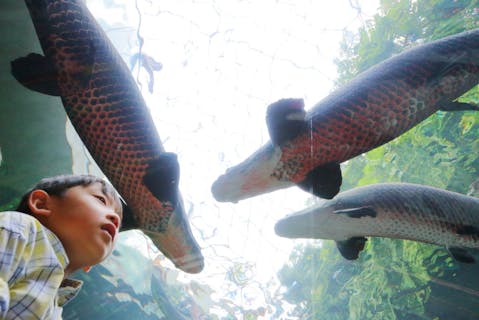 栃木県なかがわ水遊園おもしろ魚館　入館WEBチケット