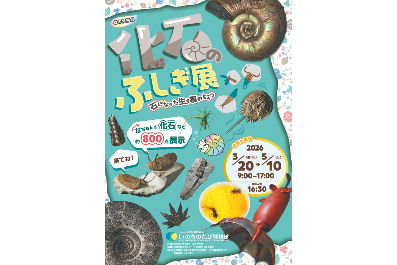 【3/20から利用可能】単券（特別展のみ）化石のふしぎ展　石になった生き物のヒミツ　いのちのたび博物館