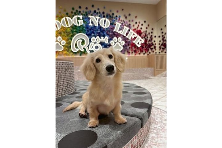 いぬカフェRio ゆめタウン久留米店