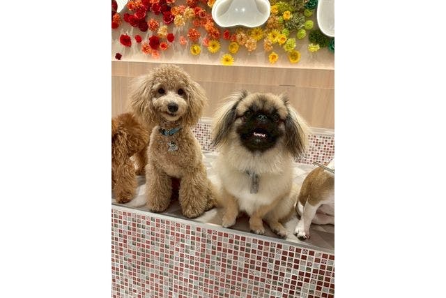 超特割！【30％割引】いぬカフェRio ゆめタウン久留米（ドリンク飲み放題＋犬おやつ付）入場チケット