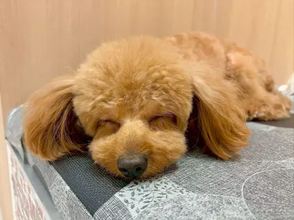 超特割！【30％割引】いぬカフェRio ゆめタウン久留米（ドリンク飲み放題＋犬おやつ付き）