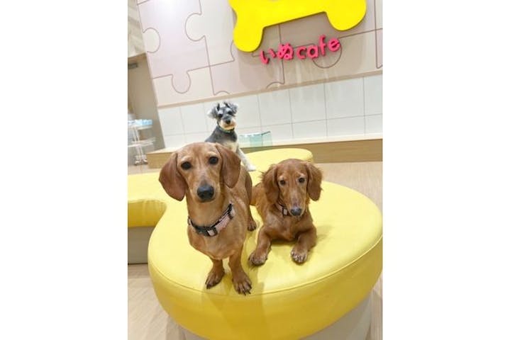 いぬカフェRio 広島店