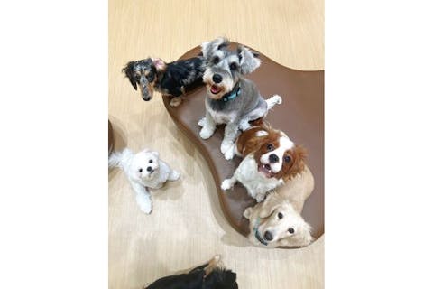 超特割！【30％割引】いぬカフェRio ゆめタウン広島店（ドリンク飲み放題＋犬おやつ付）