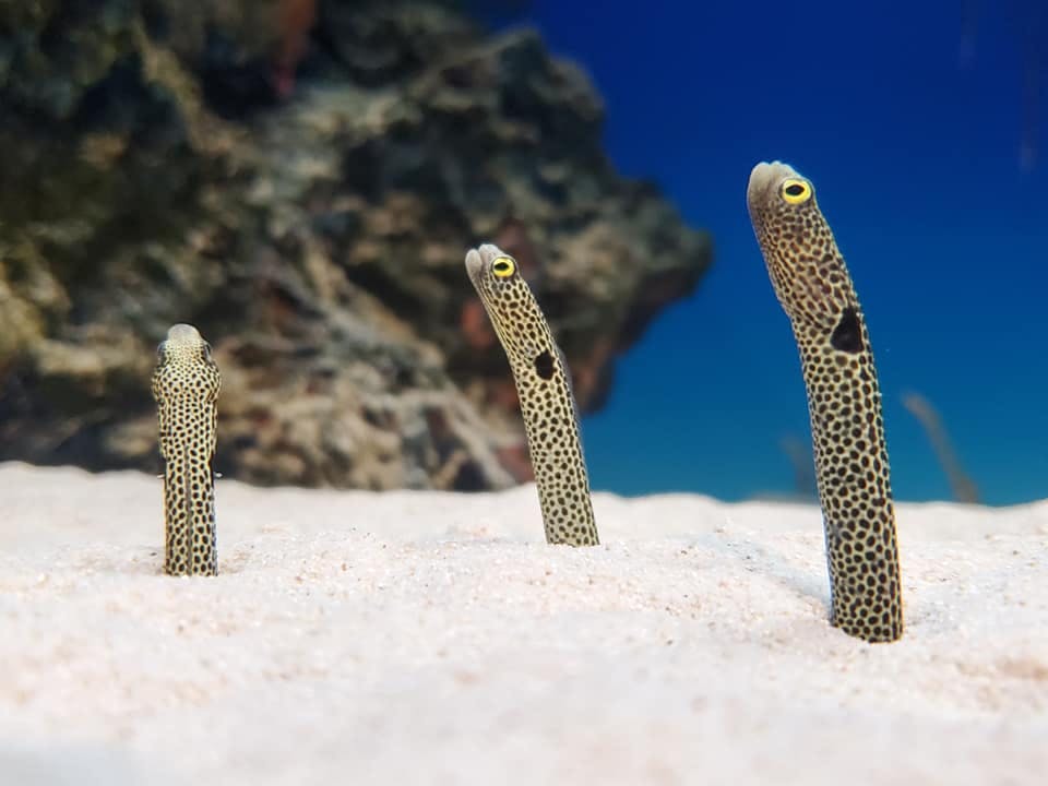 入館券　シン・マリホ水族館