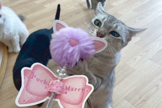 【17％割引】猫カフェPuchiMarry ラソラ札幌店　1日満喫プラン※ドリンクバー＋猫のおやつ付