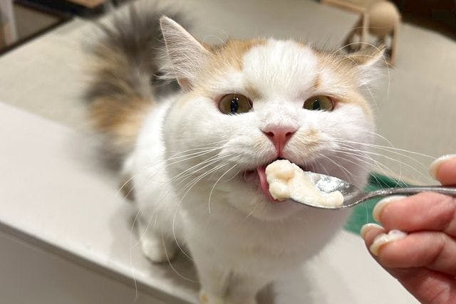 【17％割引】猫カフェPuchiMarry イオンモール高岡　1日満喫プラン※飲み物＋猫のおやつ付