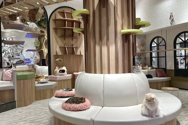 17％割引】猫カフェPuchiMarry イオンモール高岡 1日満喫プラン※飲み物