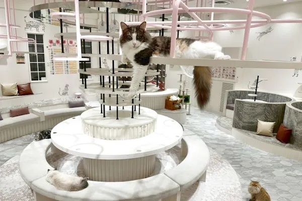 17%割引】猫カフェPuchiMarry イオンモールつくば店｜割引チケット