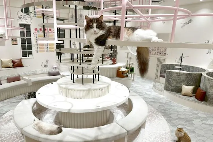 17%割引】猫カフェPuchiMarry イオンモールつくば店｜割引チケット