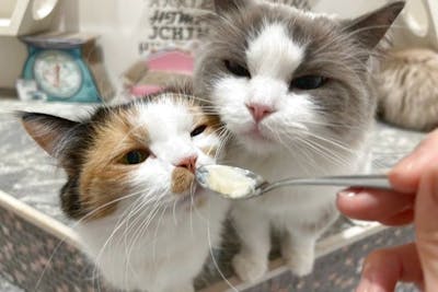 17％割引】猫カフェPuchiMarry イオンモールつくば 1日満喫プラン