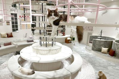 17％割引】猫カフェPuchiMarry イオンモールつくば 1日満喫プラン