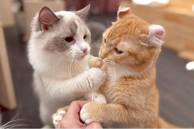 【17％割引】猫カフェPuchiMarry イオンモールかほく　1日満喫プラン※飲み物＋猫のおやつ付