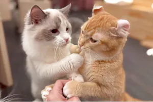 17％割引】猫カフェPuchiMarry イオンモールかほく 1日満喫プラン
