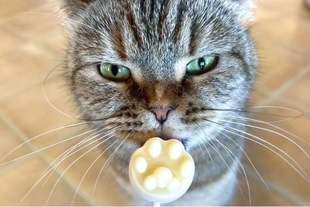 【17％割引】猫カフェPuchiMarry 沖縄北谷店　1日満喫プラン※ドリンクバー＋猫のおやつ付き