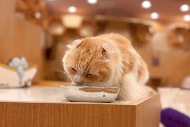 【17％割引】猫カフェPuchiMarry 仙台青葉店　1日満喫プラン※ドリンクバー＋猫のおやつ付